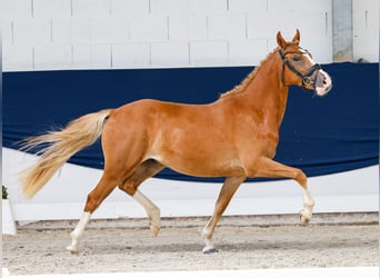 German Riding Pony, Gelding, 3 years, 13.2 hh, Chestnut-Red
