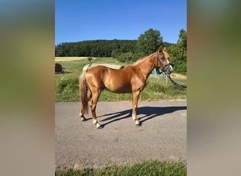 German Riding Pony, Gelding, 3 years, 13.2 hh, Chestnut-Red