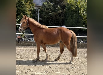 German Riding Pony, Gelding, 3 years, 13.2 hh, Chestnut-Red