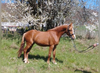 German Riding Pony Mix, Gelding, 3 years, 13.2 hh, Chestnut-Red