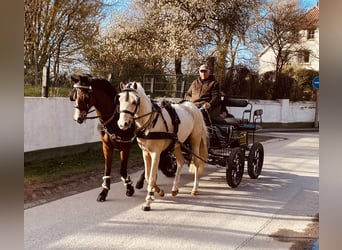 German Riding Pony, Gelding, 3 years, 13.2 hh, Palomino