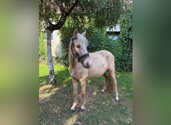 German Riding Pony Mix, Gelding, 3 years, 13.2 hh, Palomino