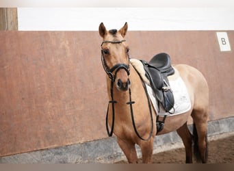 German Riding Pony, Gelding, 3 years, 13.3 hh, Buckskin