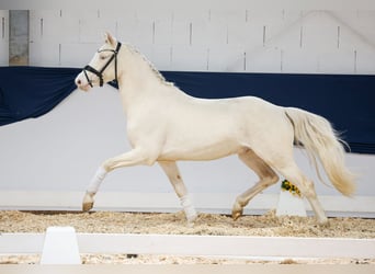 German Riding Pony, Gelding, 3 years, 13.3 hh, Cremello