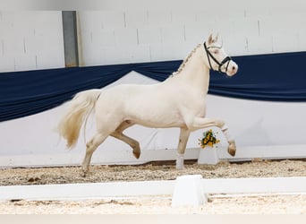 German Riding Pony, Gelding, 3 years, 13.3 hh, Cremello