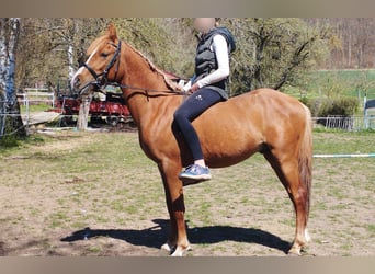 German Riding Pony Mix, Gelding, 3 years, 13,2 hh, Chestnut-Red