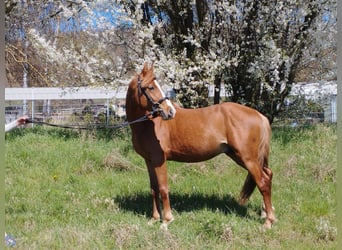 German Riding Pony Mix, Gelding, 3 years, 13,2 hh, Chestnut-Red