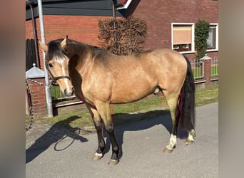 German Riding Pony, Gelding, 3 years, 13,2 hh, Dun