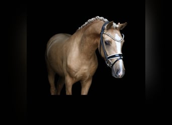 German Riding Pony, Gelding, 3 years, 13,2 hh, Palomino
