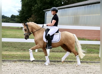 German Riding Pony, Gelding, 3 years, 13,2 hh, Palomino