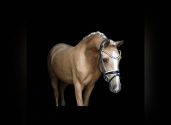 German Riding Pony, Gelding, 3 years, 13,2 hh, Palomino