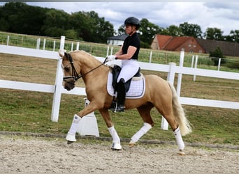 German Riding Pony, Gelding, 3 years, 13,2 hh, Palomino