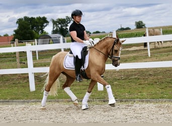 German Riding Pony, Gelding, 3 years, 13,2 hh, Palomino