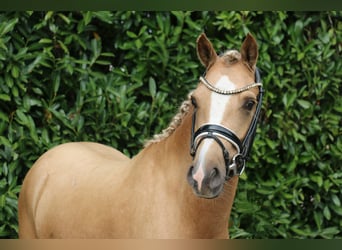 German Riding Pony, Gelding, 3 years, 13,2 hh, Palomino