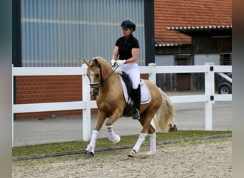 German Riding Pony, Gelding, 3 years, 13,2 hh, Palomino