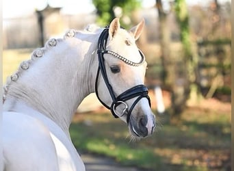 German Riding Pony, Gelding, 3 years, 13,2 hh, Palomino