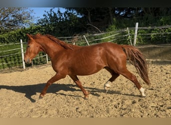 German Riding Pony, Gelding, 3 years, 13,3 hh, Chestnut-Red