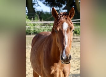 German Riding Pony, Gelding, 3 years, 13,3 hh, Chestnut-Red