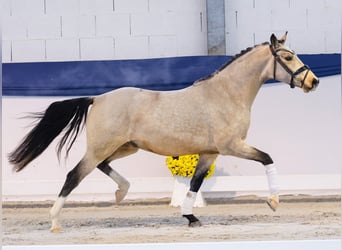German Riding Pony, Gelding, 3 years, 13,3 hh, Dun