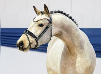 German Riding Pony, Gelding, 3 years, 13,3 hh, Dun