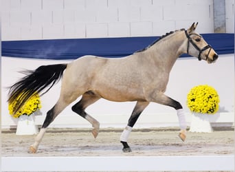 German Riding Pony, Gelding, 3 years, 13,3 hh, Dun