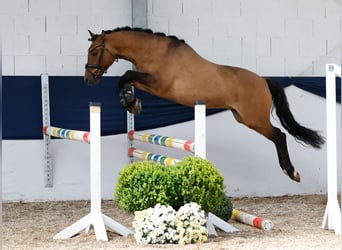 German Riding Pony, Gelding, 3 years, 13,3 hh, Dun