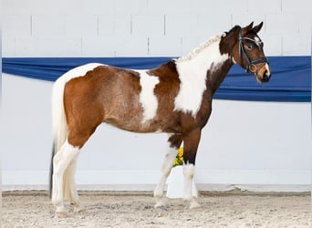 German Riding Pony, Gelding, 3 years, 13,3 hh, Pinto