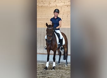 German Riding Pony, Gelding, 3 years, 14.1 hh, Bay-Dark