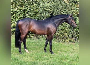 German Riding Pony, Gelding, 3 years, 14.1 hh, Bay-Dark