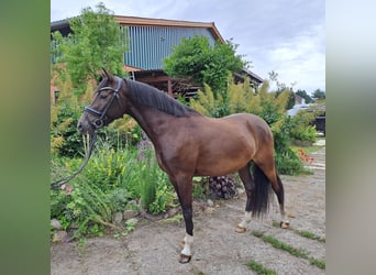 German Riding Pony, Gelding, 3 years, 14.1 hh, Black