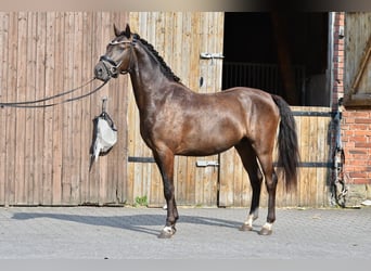German Riding Pony, Gelding, 3 years, 14.1 hh, Black