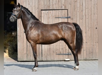 German Riding Pony, Gelding, 3 years, 14.1 hh, Black