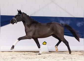 German Riding Pony, Gelding, 3 years, 14,1 hh, Black