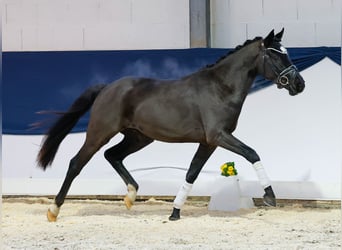 German Riding Pony, Gelding, 3 years, 14,1 hh, Black