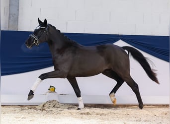 German Riding Pony, Gelding, 3 years, 14,1 hh, Black