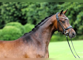 German Riding Pony, Gelding, 3 years, 14.1 hh, Brown