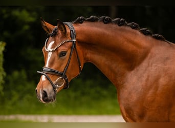 German Riding Pony, Gelding, 3 years, 14.1 hh, Brown