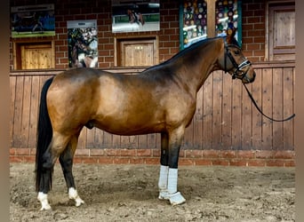 German Riding Pony, Gelding, 3 years, 14.1 hh, Brown