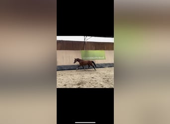 German Riding Pony, Gelding, 3 years, 14.1 hh, Brown