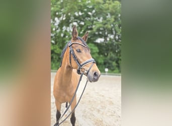 German Riding Pony, Gelding, 3 years, 14.1 hh, Buckskin