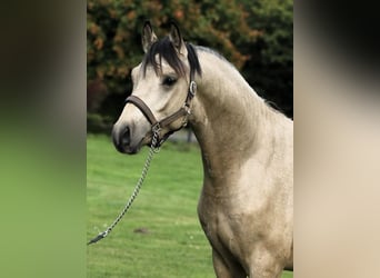 German Riding Pony, Gelding, 3 years, 14.1 hh, Buckskin