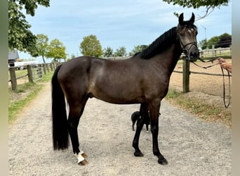 German Riding Pony, Gelding, 3 years, 14.1 hh, Buckskin