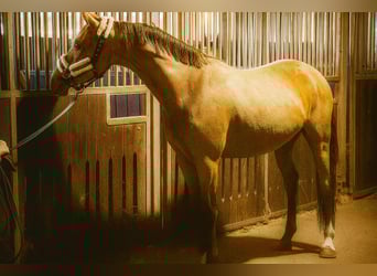 German Riding Pony, Gelding, 3 years, 14.1 hh, Buckskin