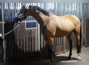 German Riding Pony, Gelding, 3 years, 14.1 hh, Buckskin