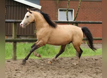 German Riding Pony, Gelding, 3 years, 14.1 hh, Buckskin
