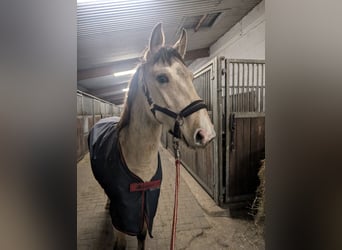 German Riding Pony, Gelding, 3 years, 14,1 hh, Buckskin