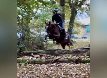 German Riding Pony, Gelding, 3 years, 14.1 hh, Chestnut