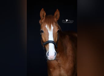 German Riding Pony, Gelding, 3 years, 14.1 hh, Chestnut-Red