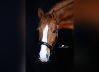 German Riding Pony, Gelding, 3 years, 14.1 hh, Chestnut-Red