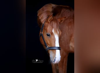 German Riding Pony, Gelding, 3 years, 14.1 hh, Chestnut-Red
